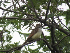 Myiarchus