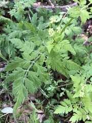 Osmorhiza brachypoda