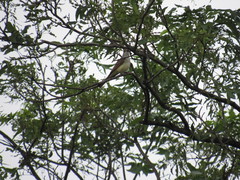 Myiarchus