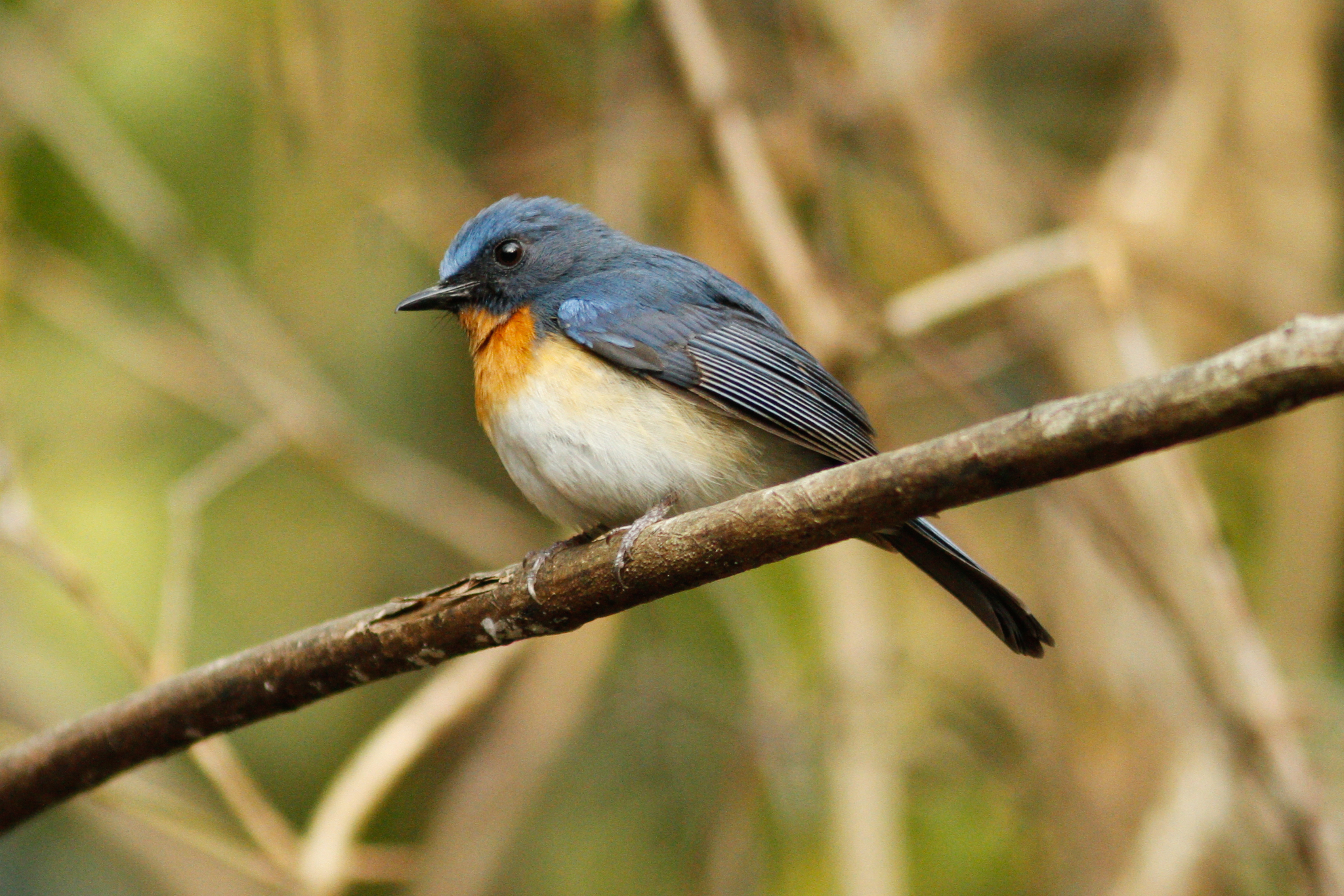 Indochinese Blue Flycatcher (Cyornis sumatrensis)