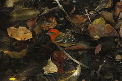 Piranga bidentata flammea