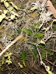 Pleopeltis pycnocarpa