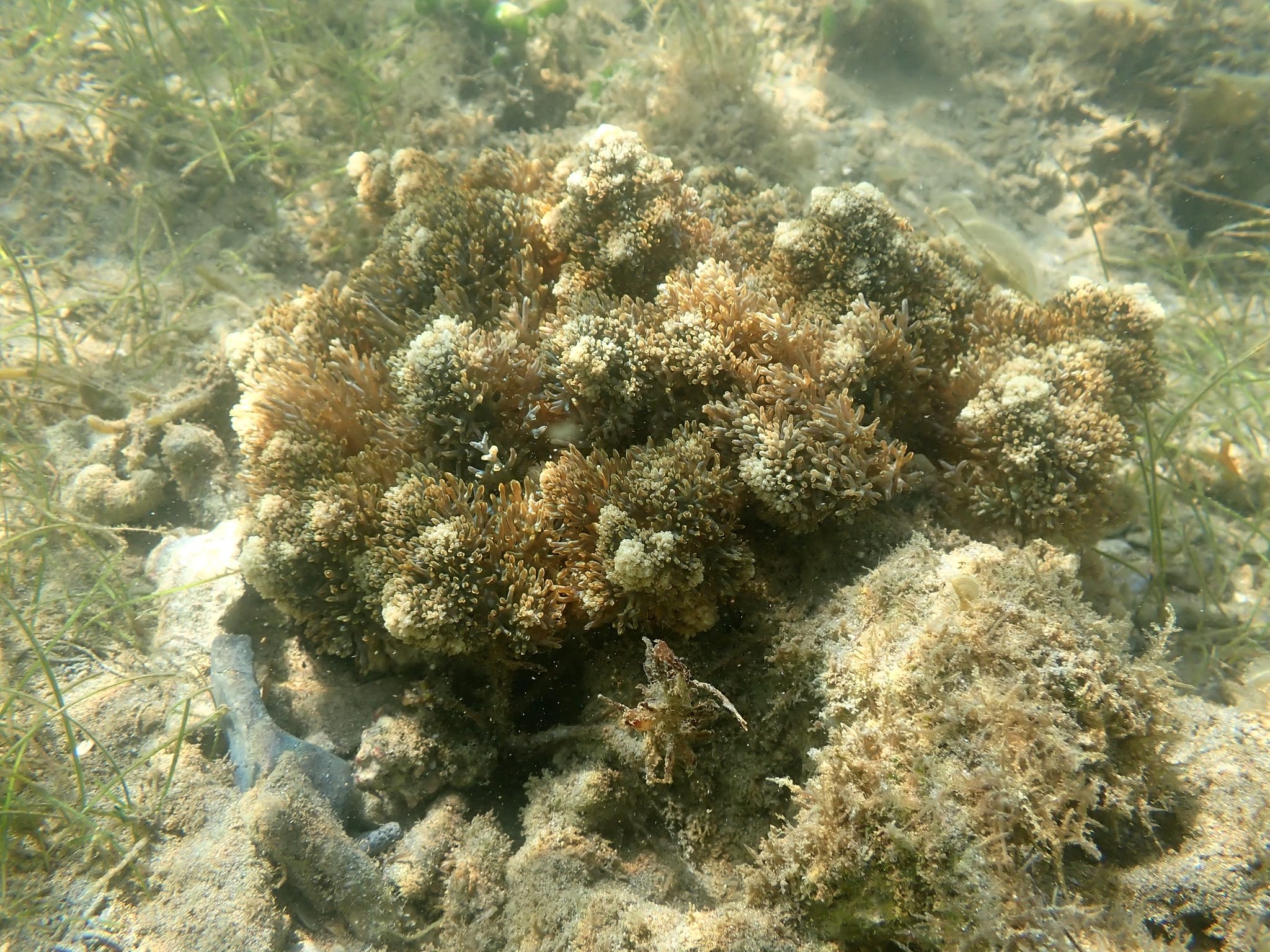 Actinodendron arboreum (Quoy & Gaimard, 1833)