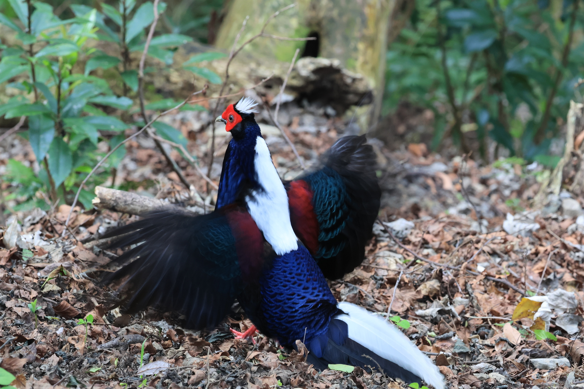Swinhoe's Pheasant illustration