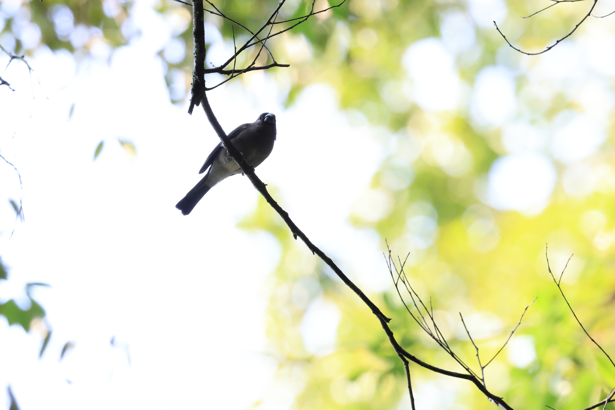 Brown Bullfinch (Pyrrhula nipalensis), photo 9