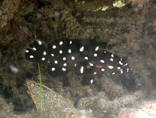 Whitespotted Grouper