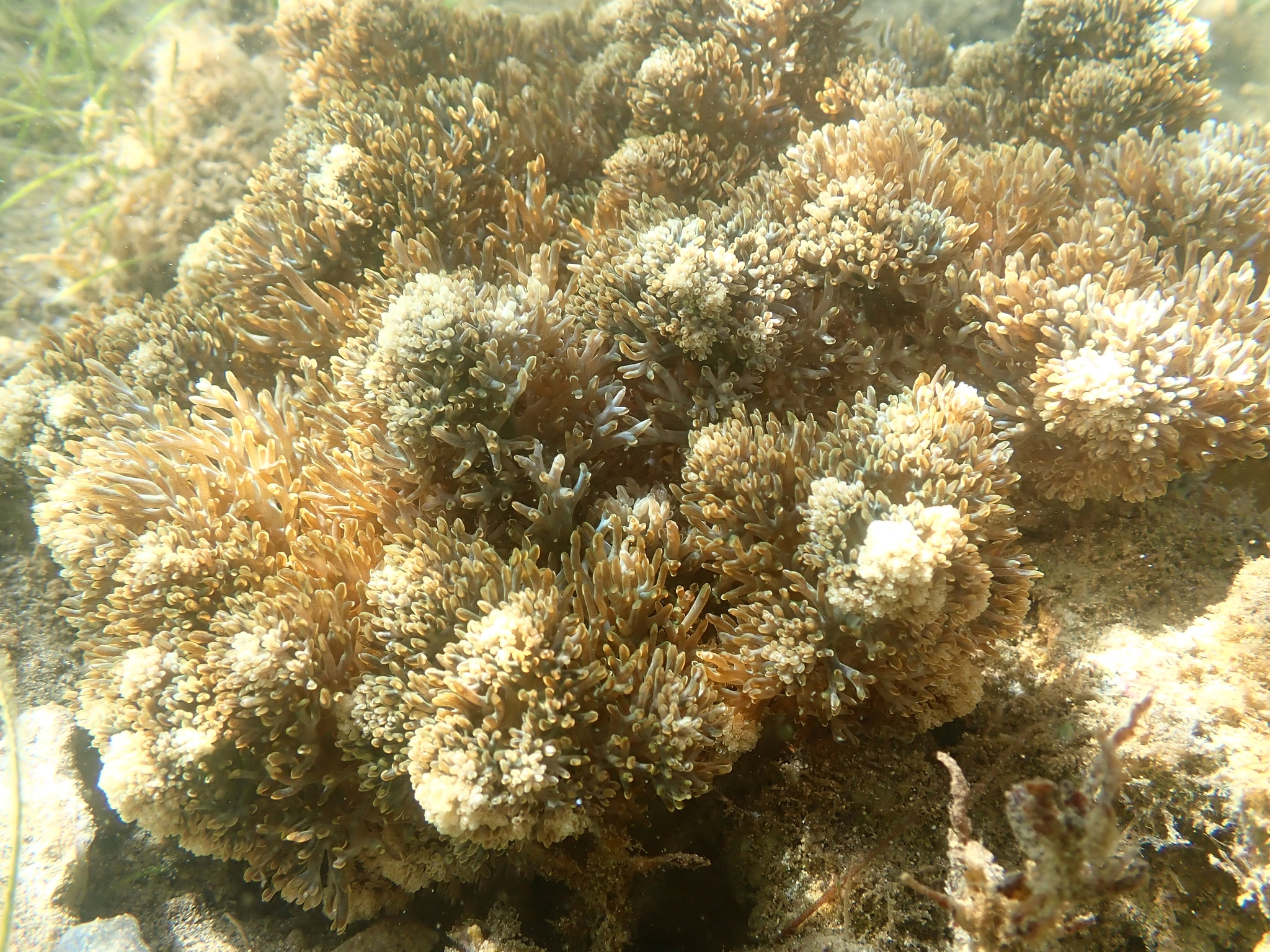 Actinodendron arboreum (Quoy & Gaimard, 1833)