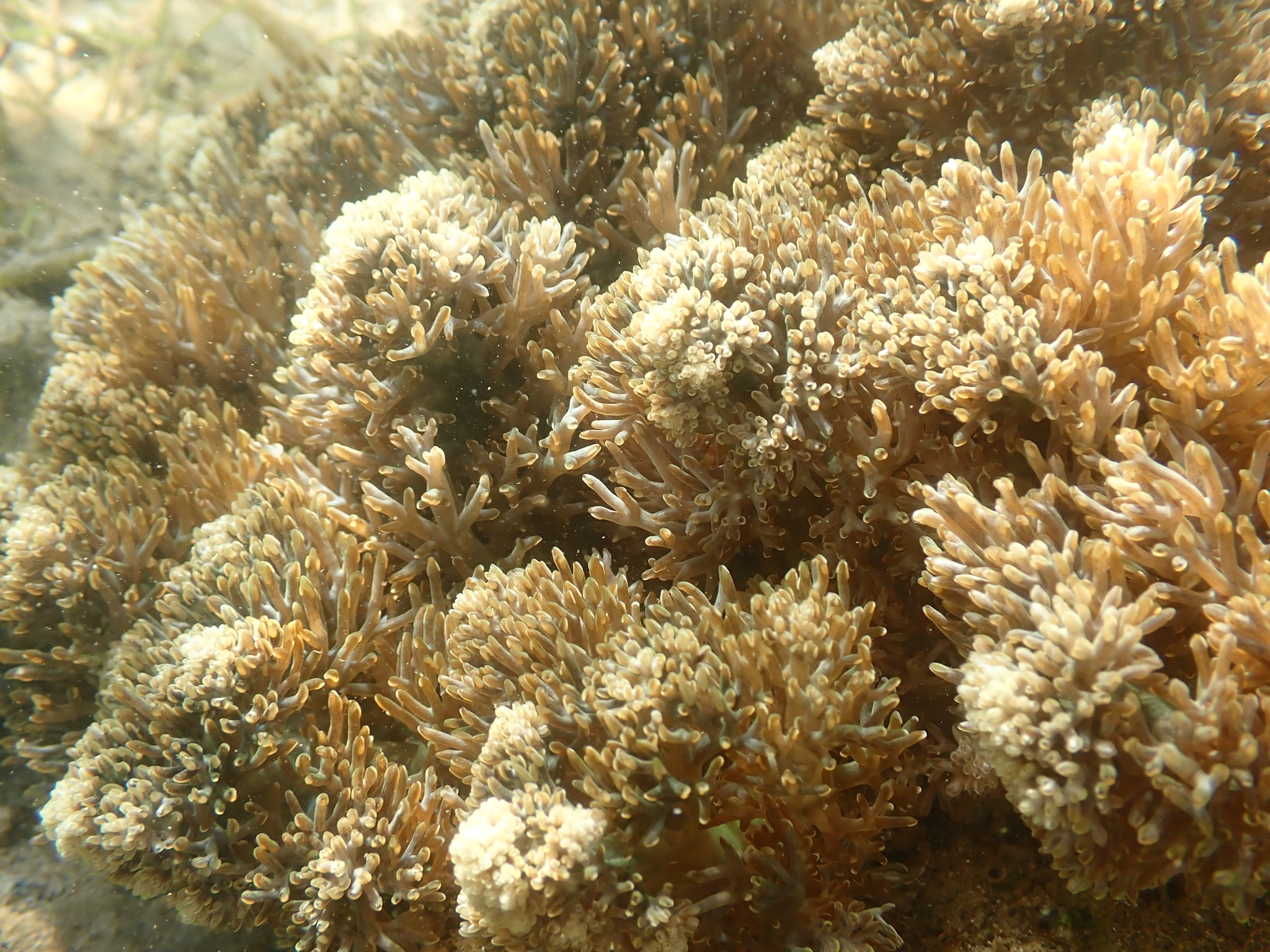 Actinodendron arboreum (Quoy & Gaimard, 1833)