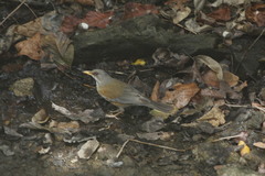 Turdus rufopalliatus graysoni