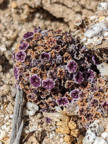 Image of Pholisma arenarium by (c) Bryce Johnson, some rights reserved (CC BY)