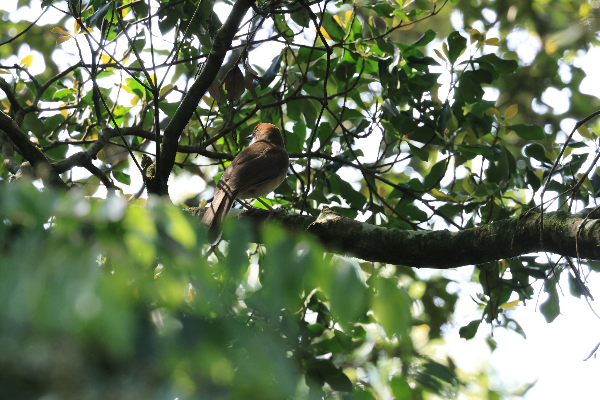 Rufous-crowned Laughingthrush