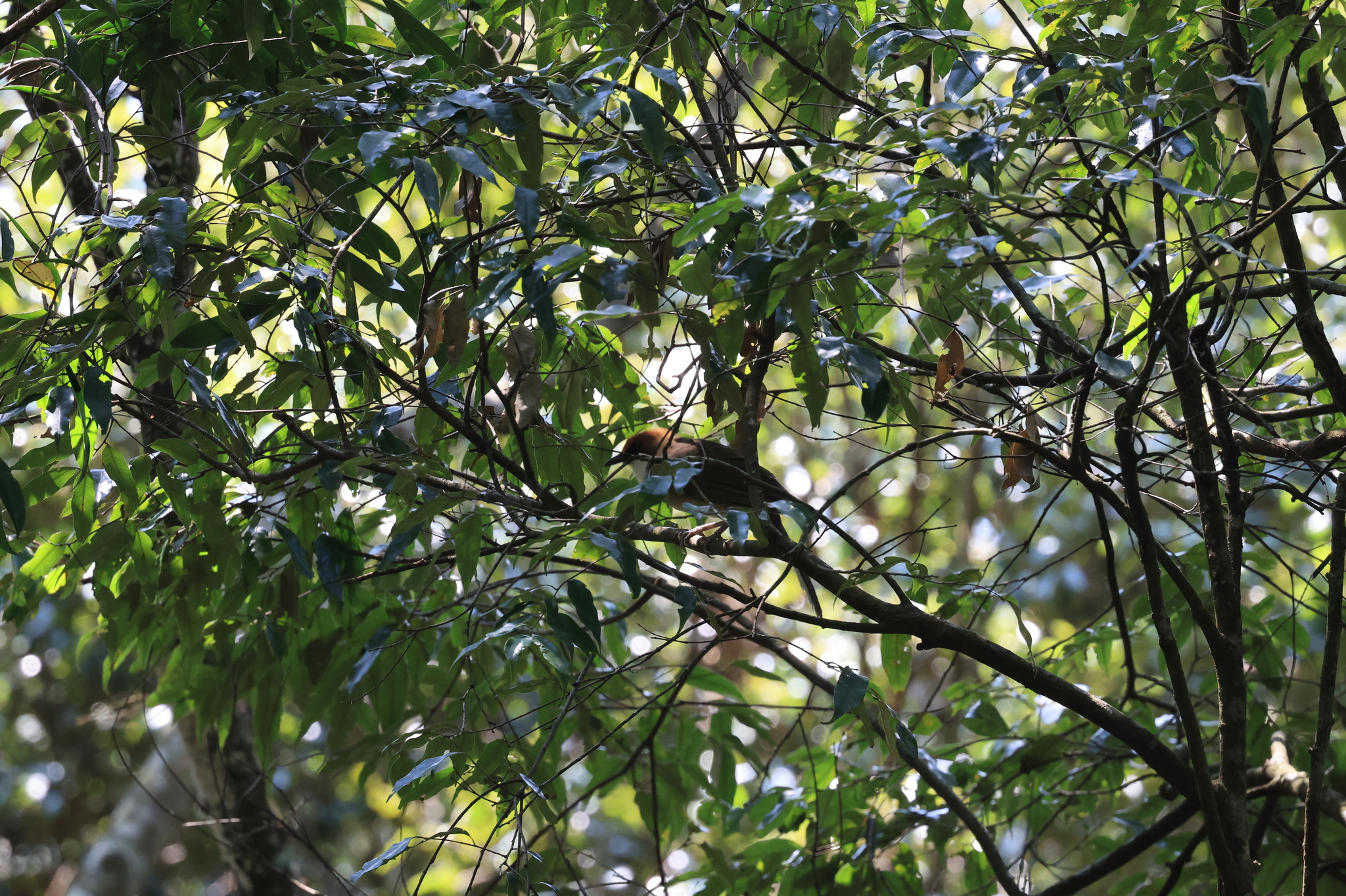 Rufous-crowned Laughingthrush