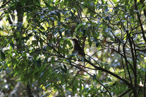 Rufous-crowned Laughingthrush (Pterorhinus ruficeps), photo 3