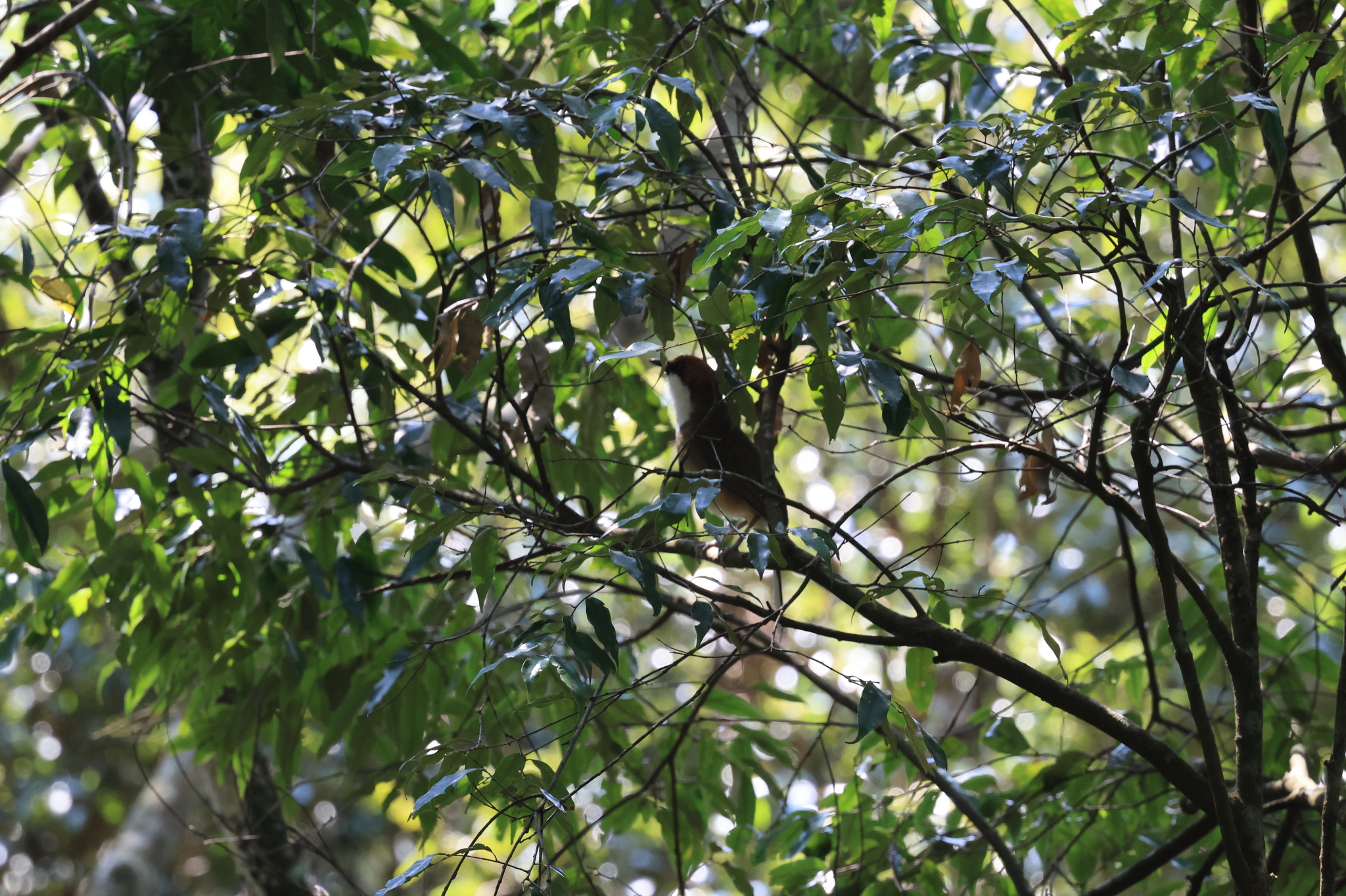 Rufous-crowned Laughingthrush