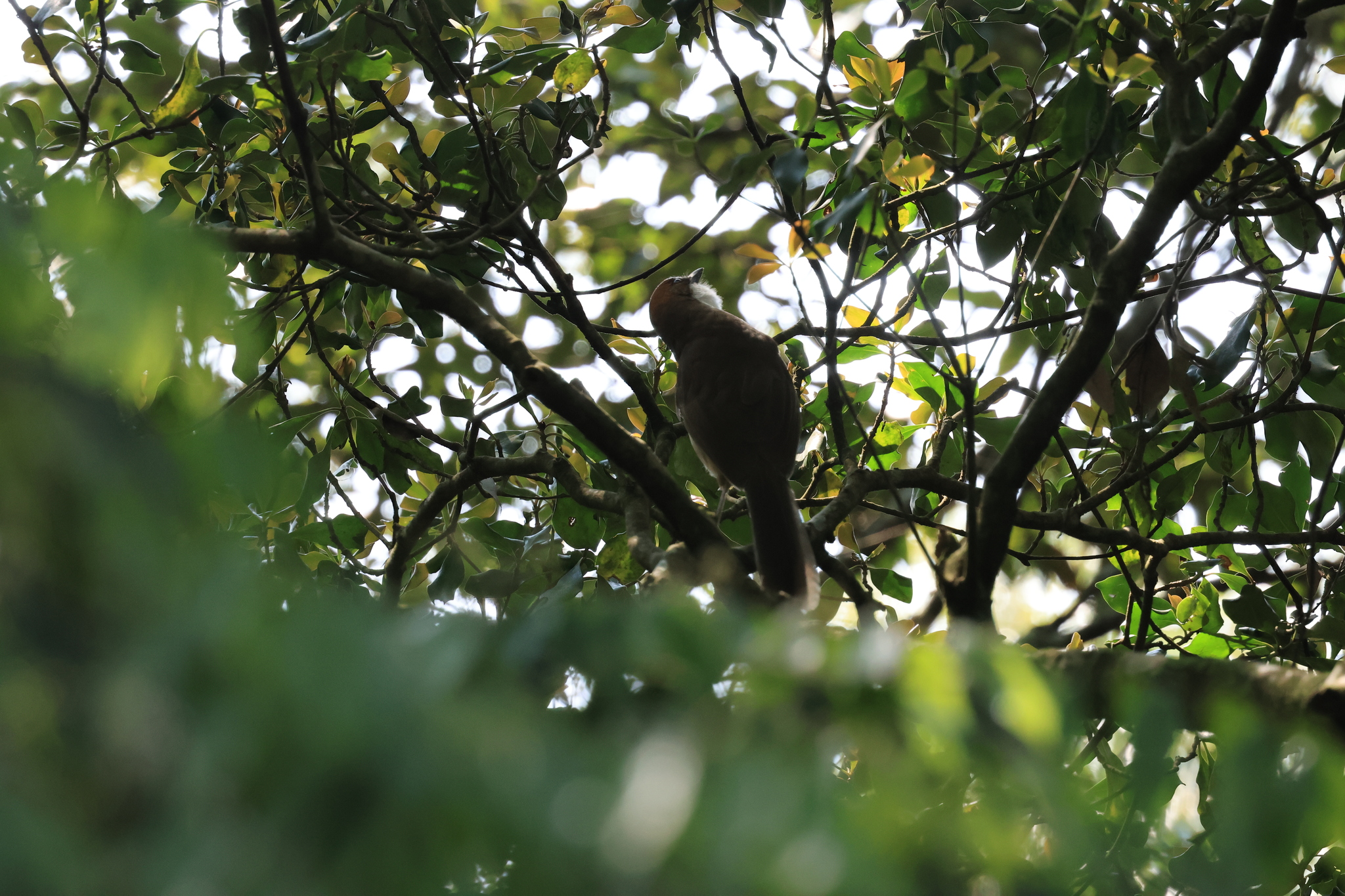 Rufous-crowned Laughingthrush