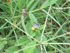 Echinargus isola