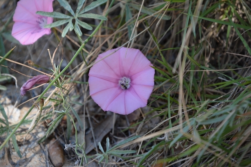Image of Convolvulus elegantissimus by (c) Pantazi Katerina, some rights reserved (CC BY)