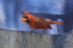 Cardinalis cardinalis mariae