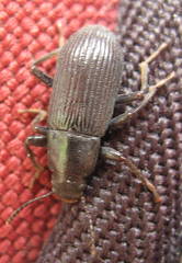 Xylopinus saperdoides