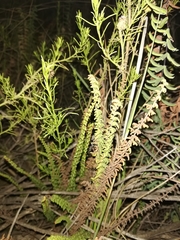 Cheilanthes pruinata