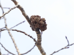 Aceria parapopuli