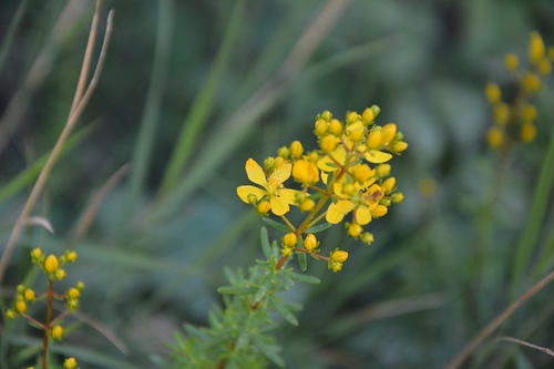 Hypericum empetrifolium (Hypericum empetrifolium)