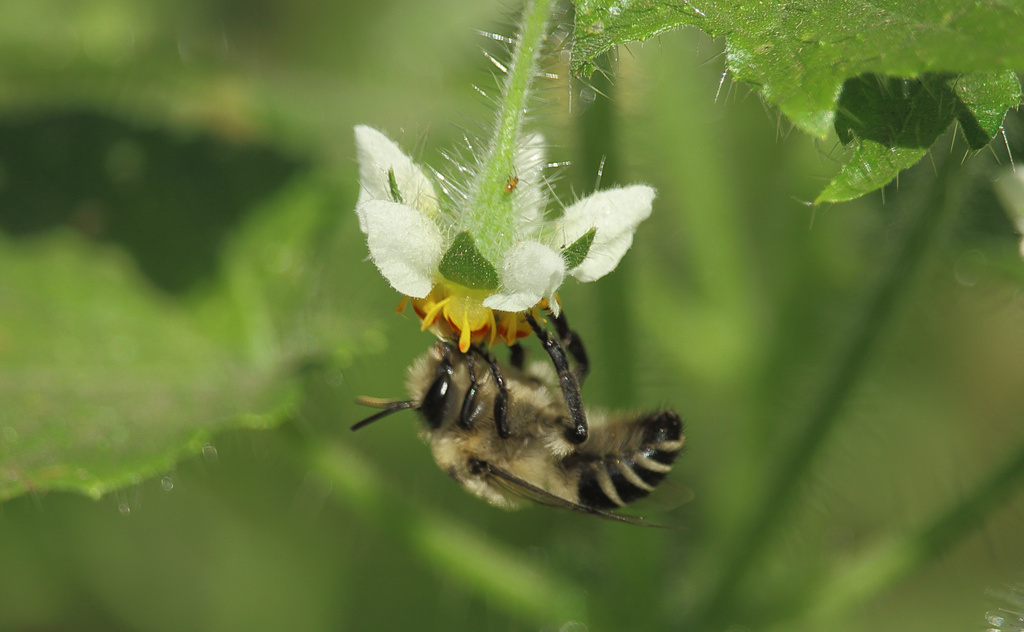 Caupolicana quadrifasciata