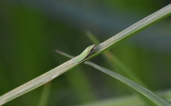 Draeculacephala minerva