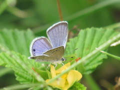 Echinargus isola
