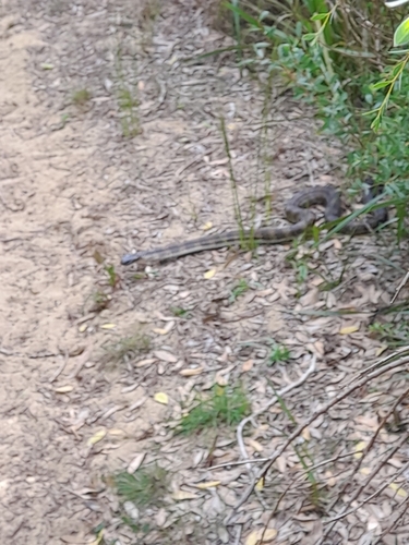 Tiger Snake sighting