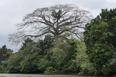 Ceiba pentandra image