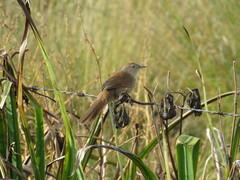 Phacellodomus striaticollis