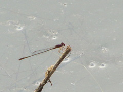 Enallagma dubium
