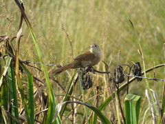 Phacellodomus striaticollis
