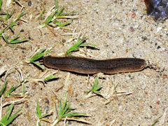 Phyllocaulis soleiformis