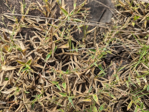 Urochloa villosa iNat (3)