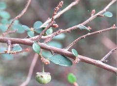 Phyllanthus cochinchinensis