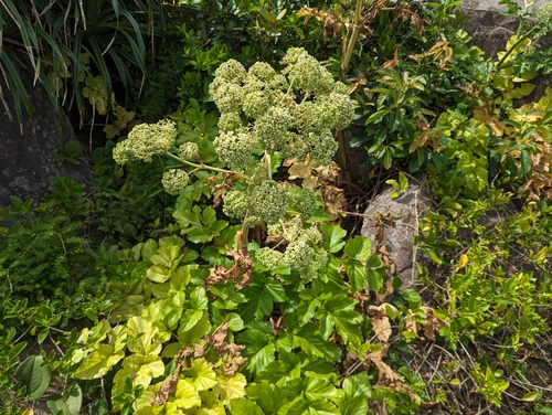 Angelica hirsutiflora iNat (3)