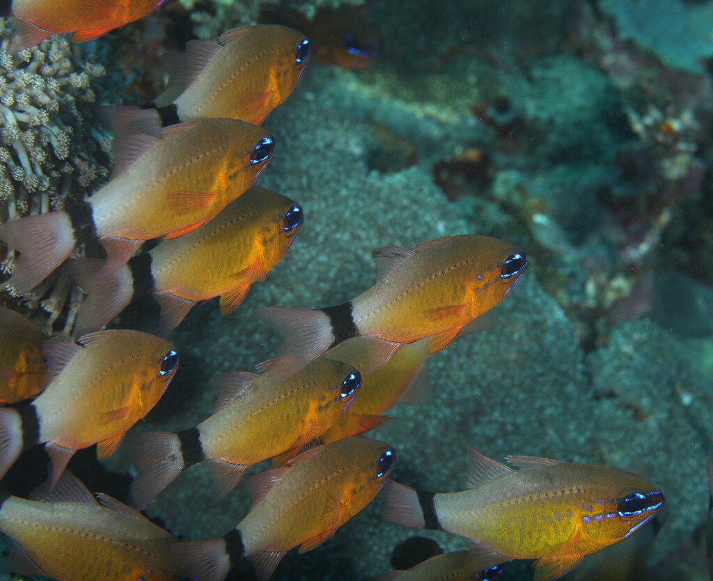 Photo of Golden Cardinalfish (Ostorhinchus aureus)