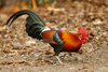 Red Junglefowl - Photo (c) Julien Renoult, some rights reserved (CC BY), uploaded by Julien Renoult