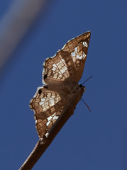Antigonus emorsa
