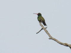 Cynanthus latirostris