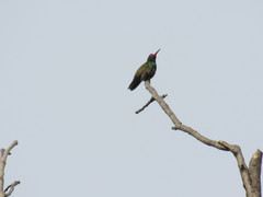 Cynanthus latirostris