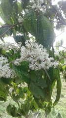Miconia prasina