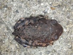 Dawei Moustache Toad photo 2