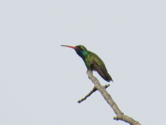 Cynanthus latirostris