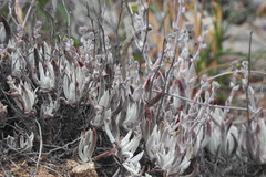 Dudleya attenuata