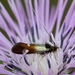 Nemophora raddaella - Photo (c) Arturo López gallego, some rights reserved (CC BY-SA)