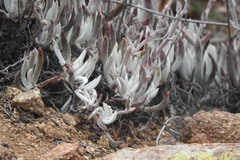 Dudleya attenuata