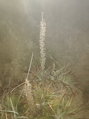 Puya meziana